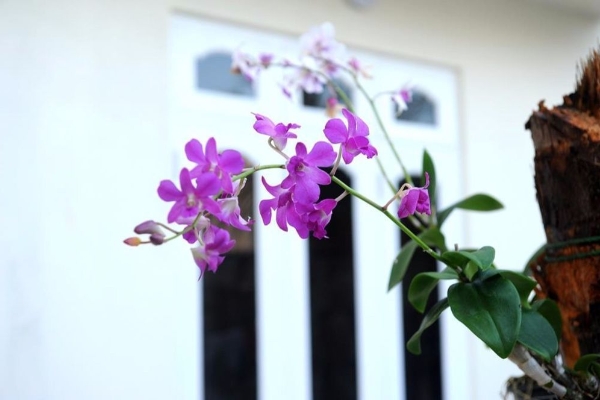 Hotel Venus Villa (Felidhoo)